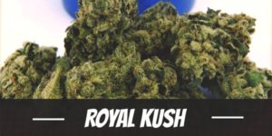 Royal Kush