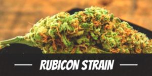 Rubicon Strain