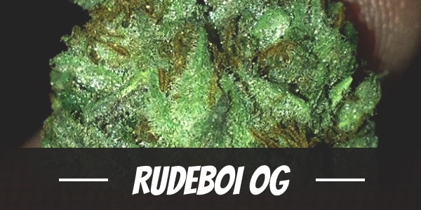RudeBoi OG