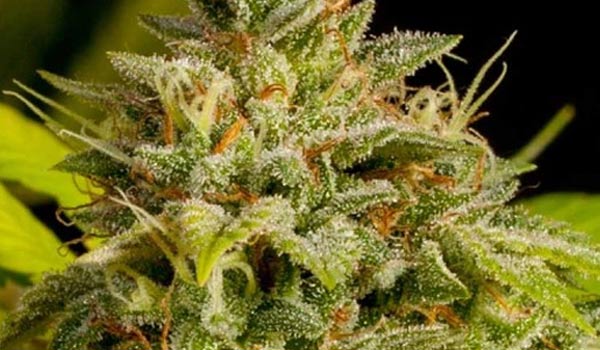 Ruderalis Super Skunk feminized autoflower plant