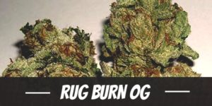 Rug Burn OG