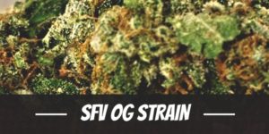 SFV OG Strain