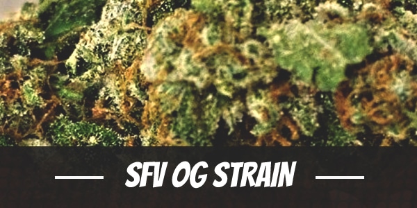 SFV OG Strain