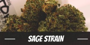 Sage Strain