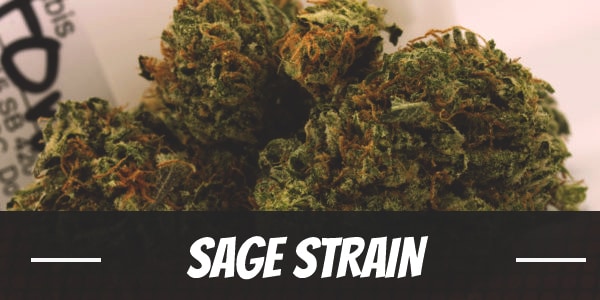 Sage Strain