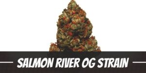 Salmon River OG Strain