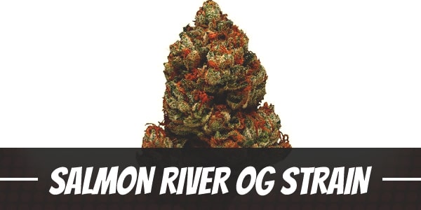 Salmon River OG Strain