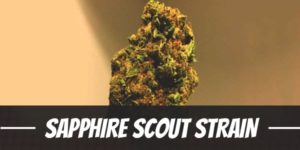 Sapphire Scout Strain