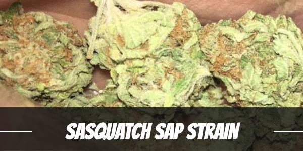 Sasquatch Sap Strain