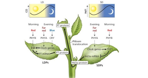 Science behind the light cycles