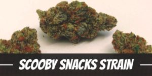 Scooby Snacks Strain