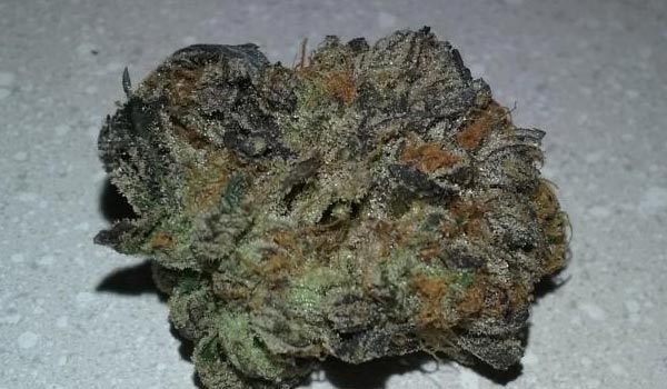 Scooby Snacks Strain Growing