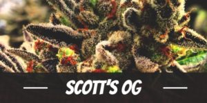 Scott’s OG