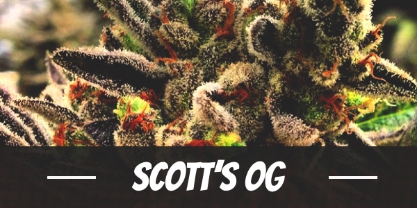 Scott’s OG