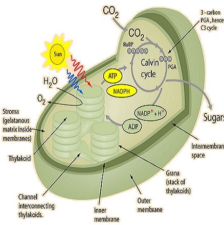 Step 2: The Creation of sugars