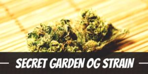 Secret Garden OG Strain