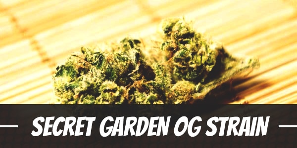 Secret Garden OG Strain