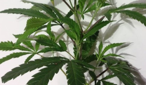 Selecting a mother plant