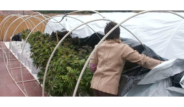 Self-made greenhouse