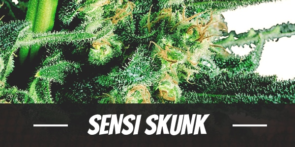 Sensi Skunk