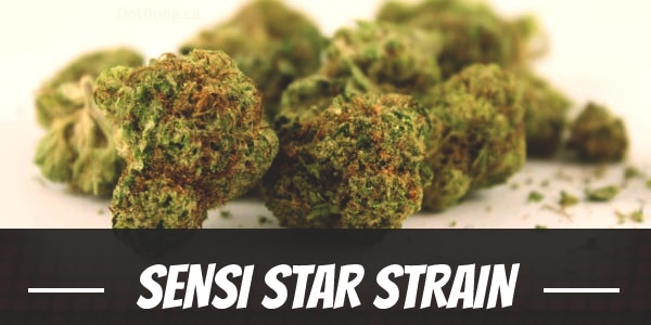 Sensi Star Strain