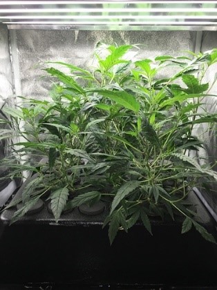 the net pots