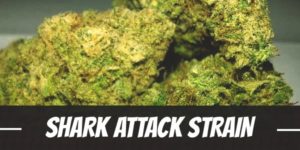 Shark Attack Strain
