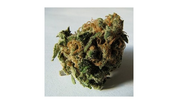 Signs of airy buds marijuana