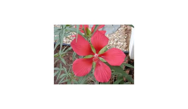 Silk flower to camouflage marijuana