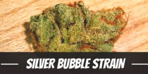 Silver Bubble Strain