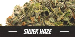 Silver Haze