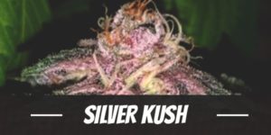 Silver Kush