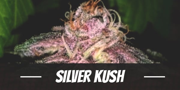 Silver Kush
