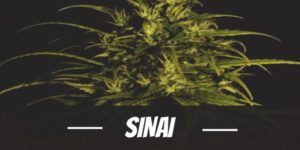 Sinai
