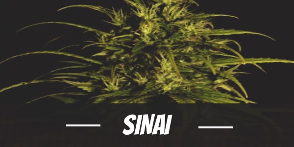 Sinai