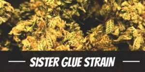 Sister Glue Strain