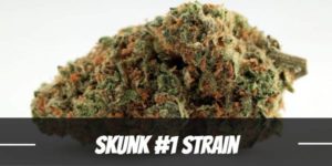 Skunk #1 cannabis Strain