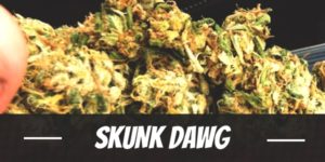 Skunk Dawg