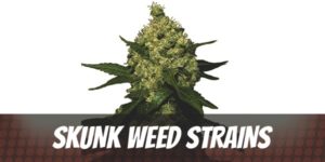 Skunk Weed Strains