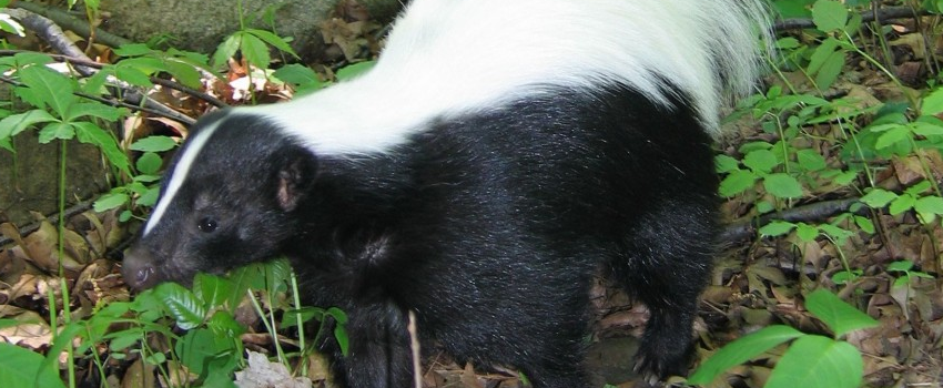 Skunks