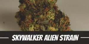 Skywalker Alien Strain