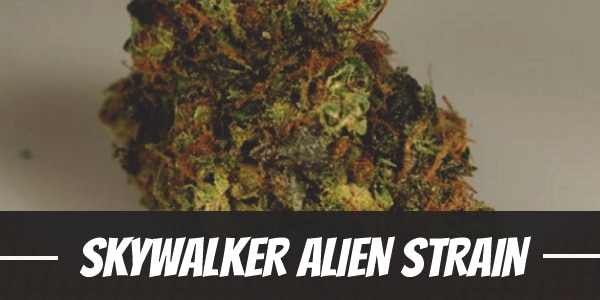 Skywalker Alien Strain