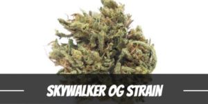 Skywalker OG weed Strain
