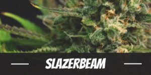Slazerbeam