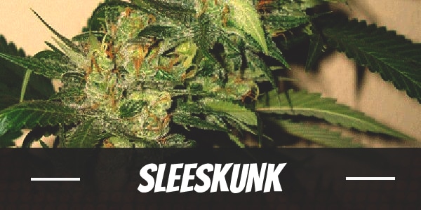 SleeSkunk