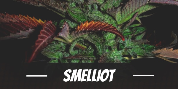 Smelliot