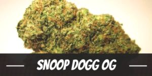 Snoop Dogg OG