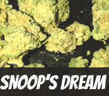 Snoop’s Dream Strain