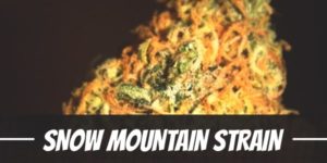 Snow Mountain Strain