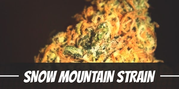 Snow Mountain Strain